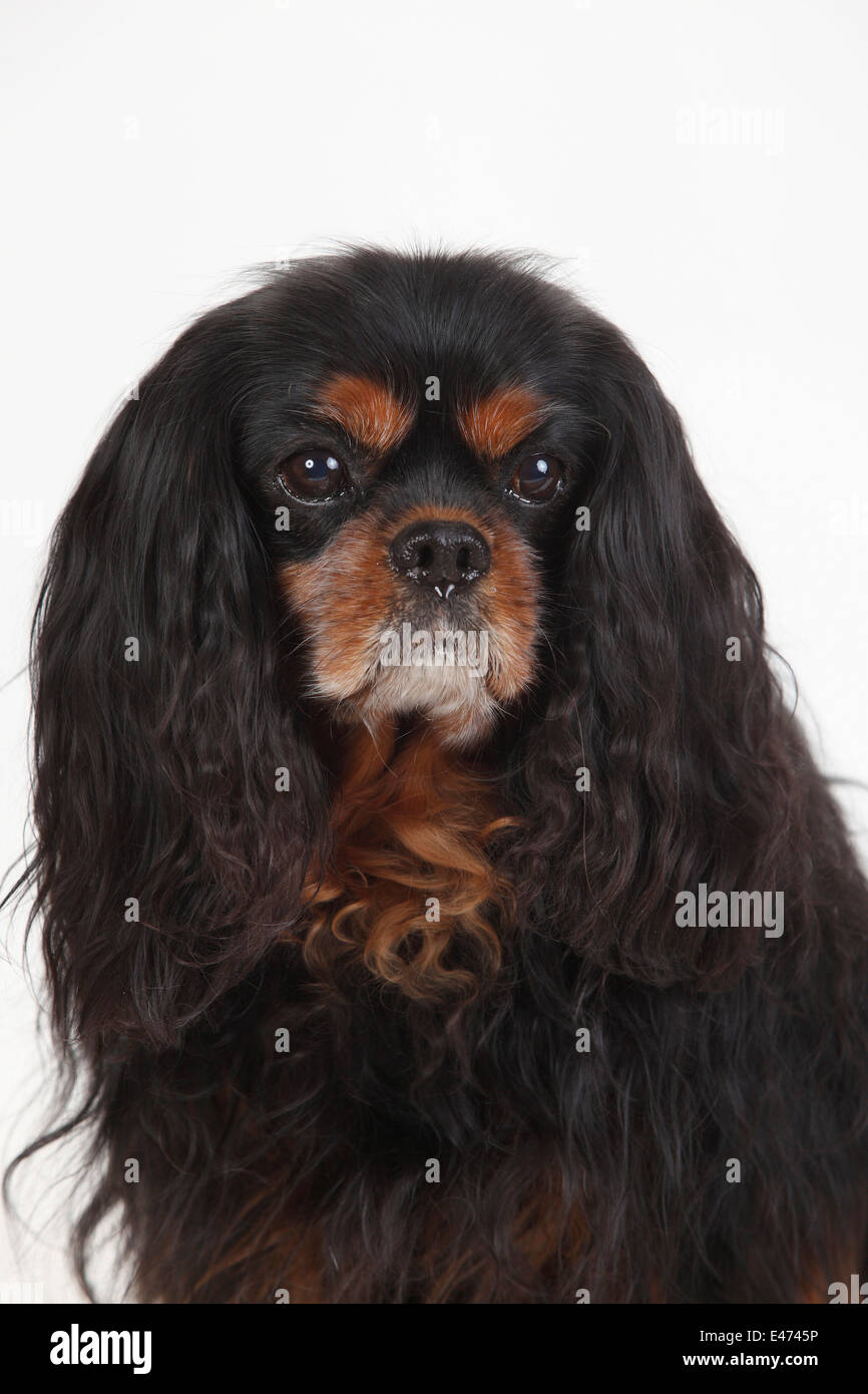 Cavalier King Charles Spaniel, male, black-and-tan, 10 years old Stock Photo