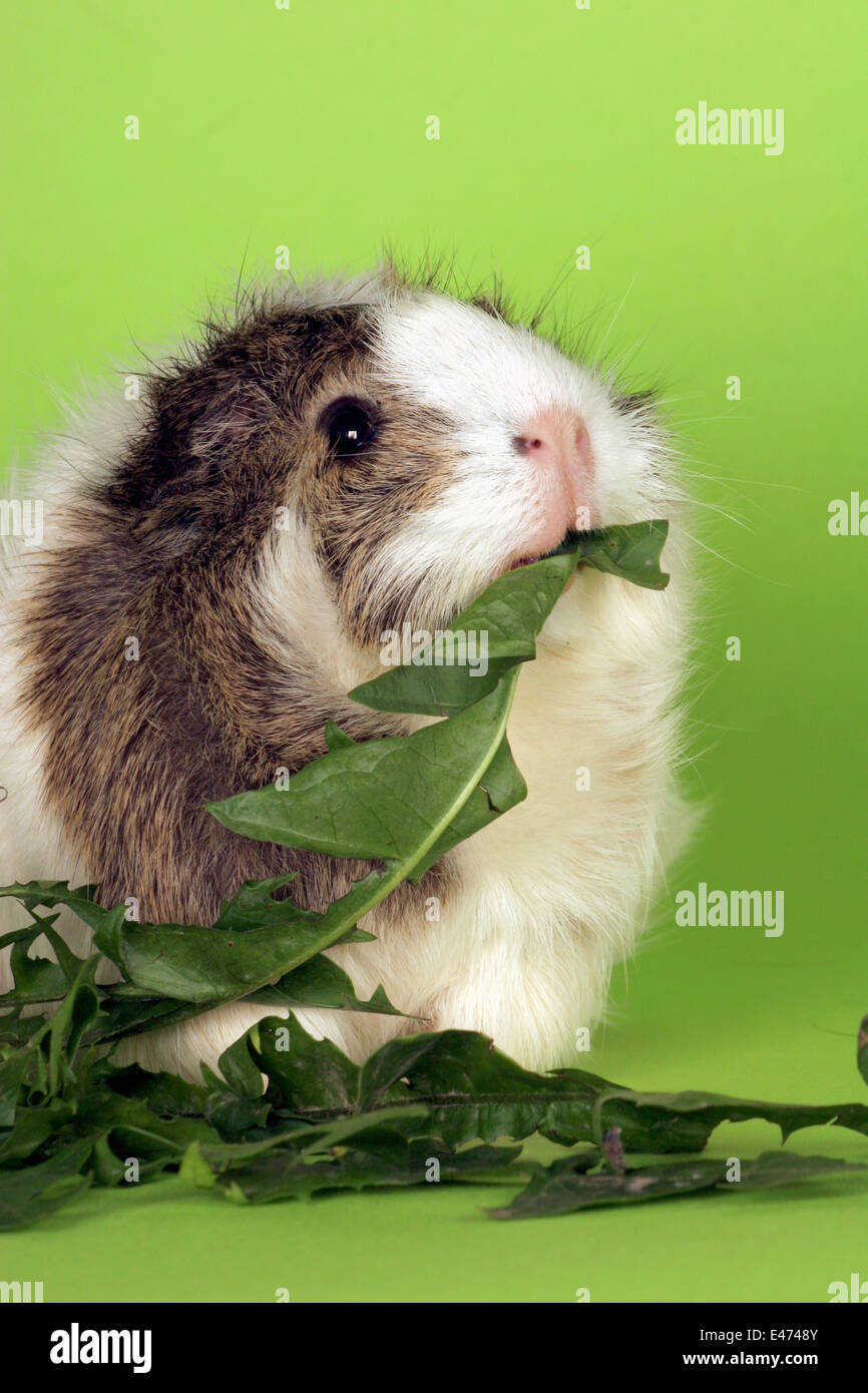 View of guinea pig with food Stock Photo - Alamy