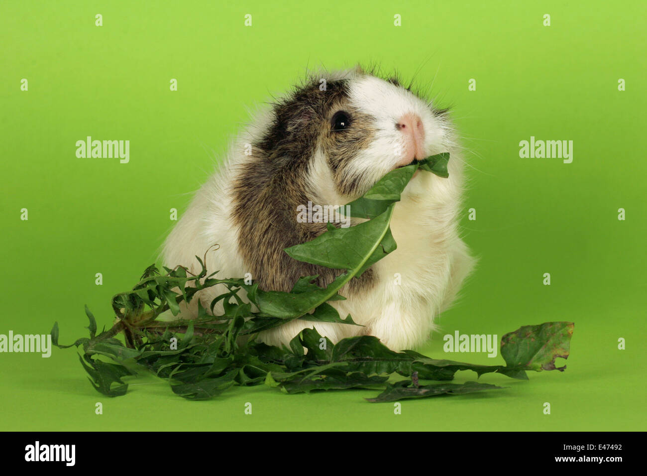 guinea pig with food Stock Photo - Alamy