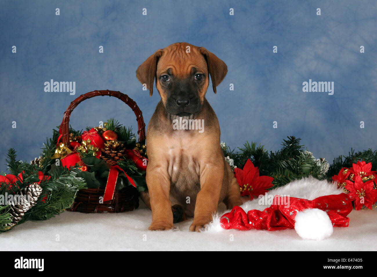 Rhodesian Ridgeback puppy Stock Photo - Alamy