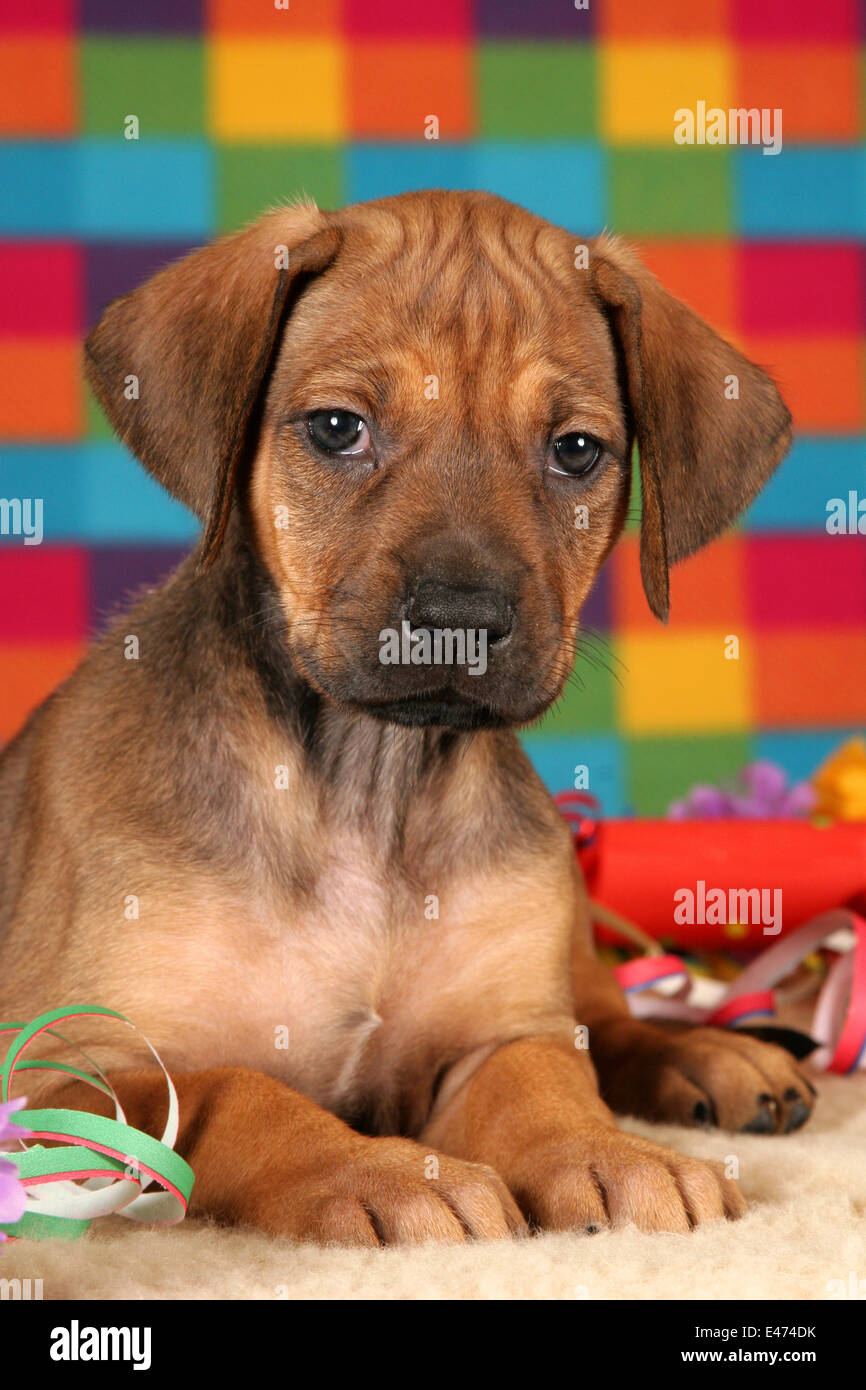 Rhodesian Ridgeback Party Stock Photo - Alamy