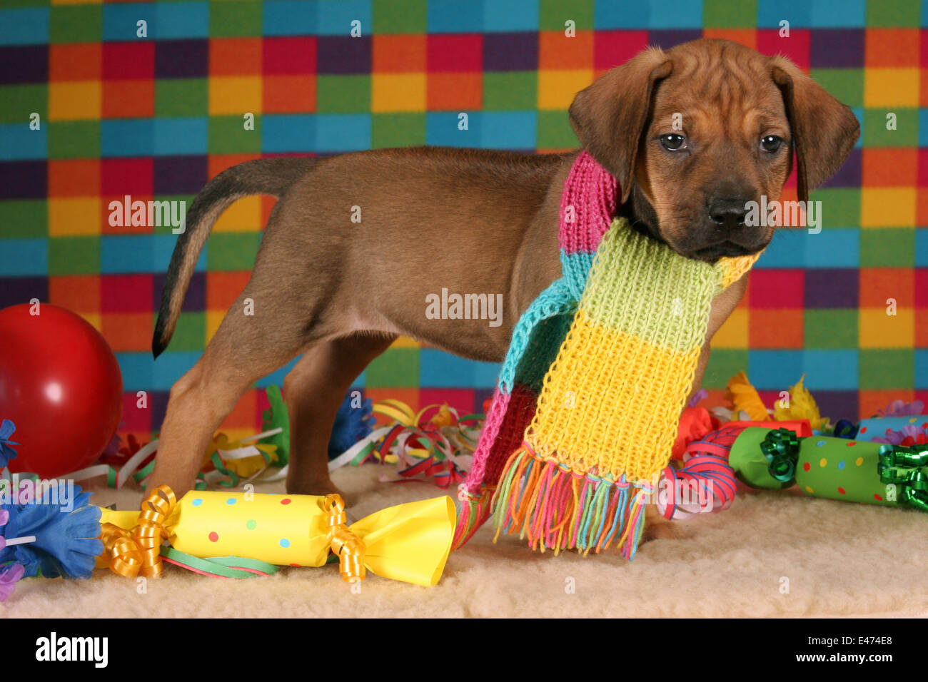Rhodesian Ridgeback Party Stock Photo - Alamy