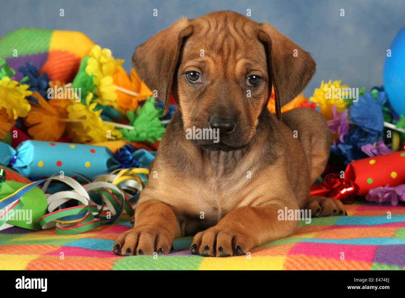 Rhodesian Ridgeback Party Stock Photo - Alamy