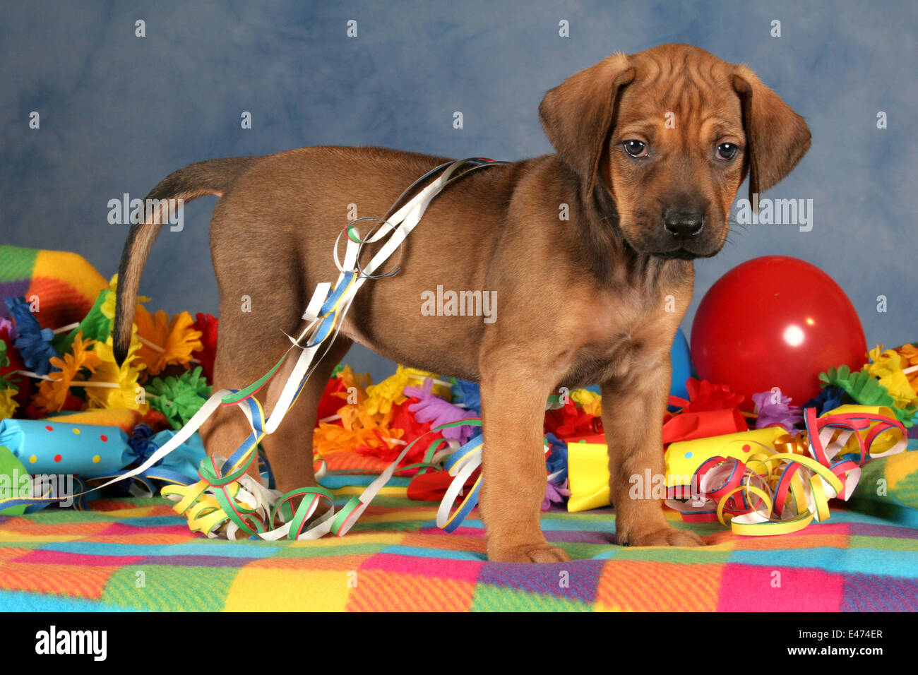 Rhodesian Ridgeback Party Stock Photo - Alamy