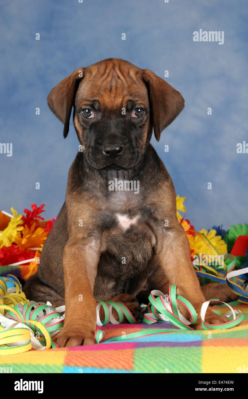 Rhodesian Ridgeback Party Stock Photo - Alamy