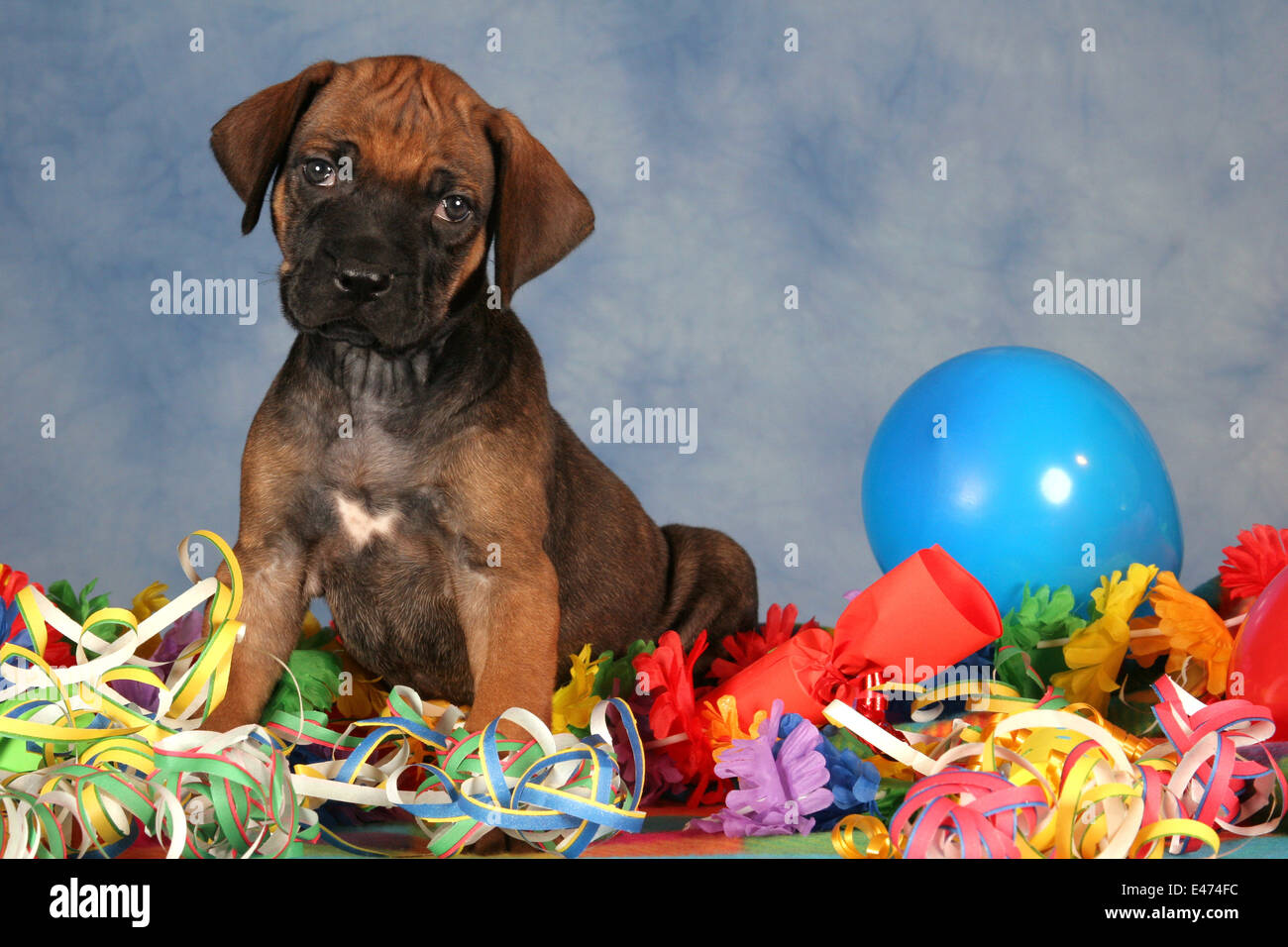 Rhodesian Ridgeback Party Stock Photo - Alamy