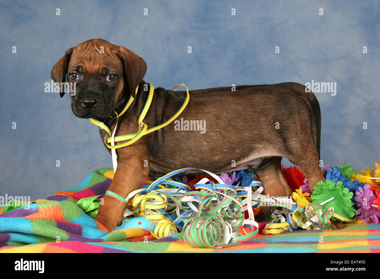 Rhodesian Ridgeback Party Stock Photo - Alamy