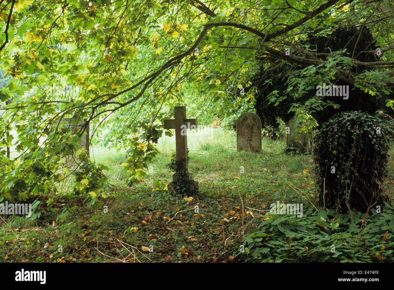 Backlit Sycamore tree leaning over gravestones including crucifix stone in early autumn Stock Photo