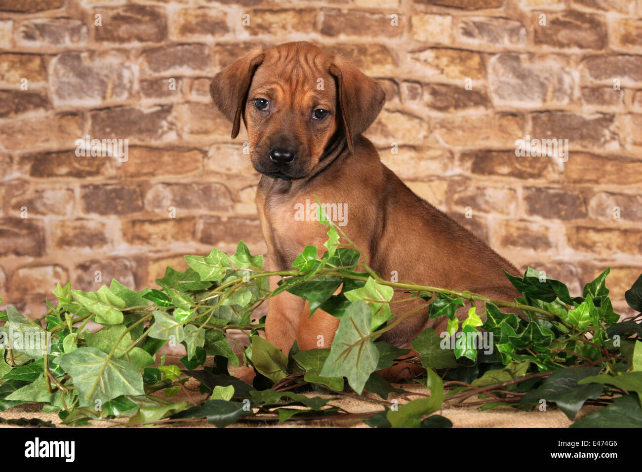 Rhodesian Ridgeback Puppy Stock Photo - Alamy