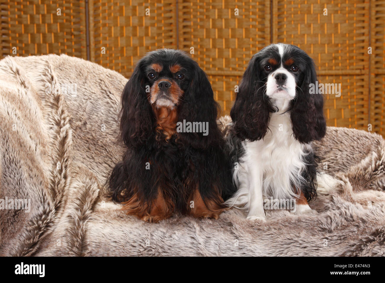Cavalier King Charles Spaniel, black-and-tan and tricolour |Cavalier King Charles Spaniel, Rueden, black-and-tan und tricolour Stock Photo
