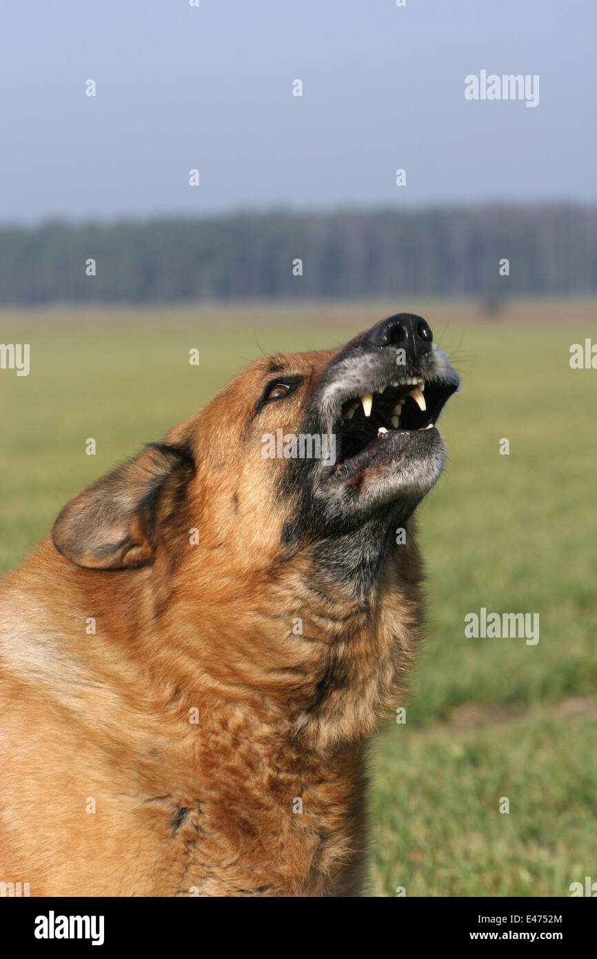 barking German Shepherd Stock Photo Alamy