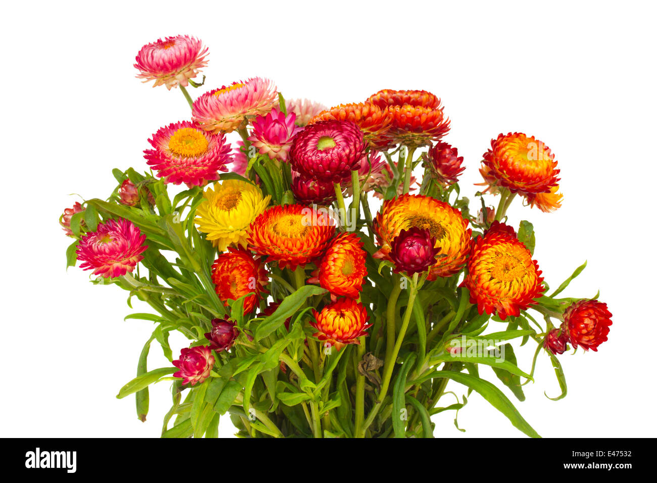 Everlasting flowers Stock Photo