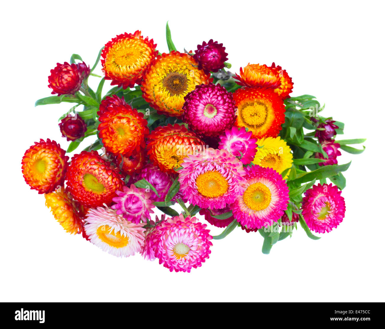 Bouquet of Everlasting flowers Stock Photo