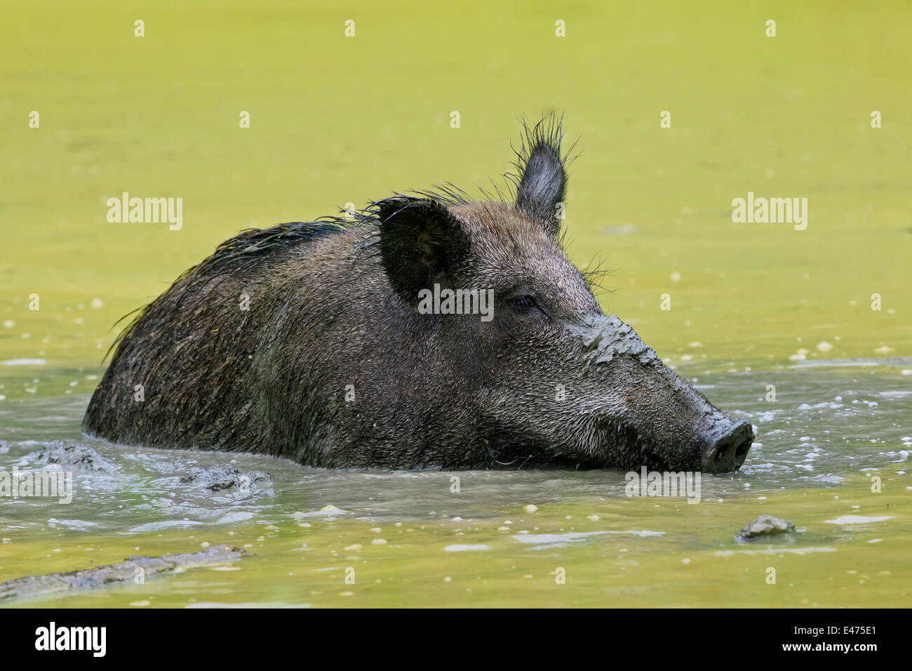 Wild boar (Sus scrofa) female wallowing in mud of pool in summer Stock Photo