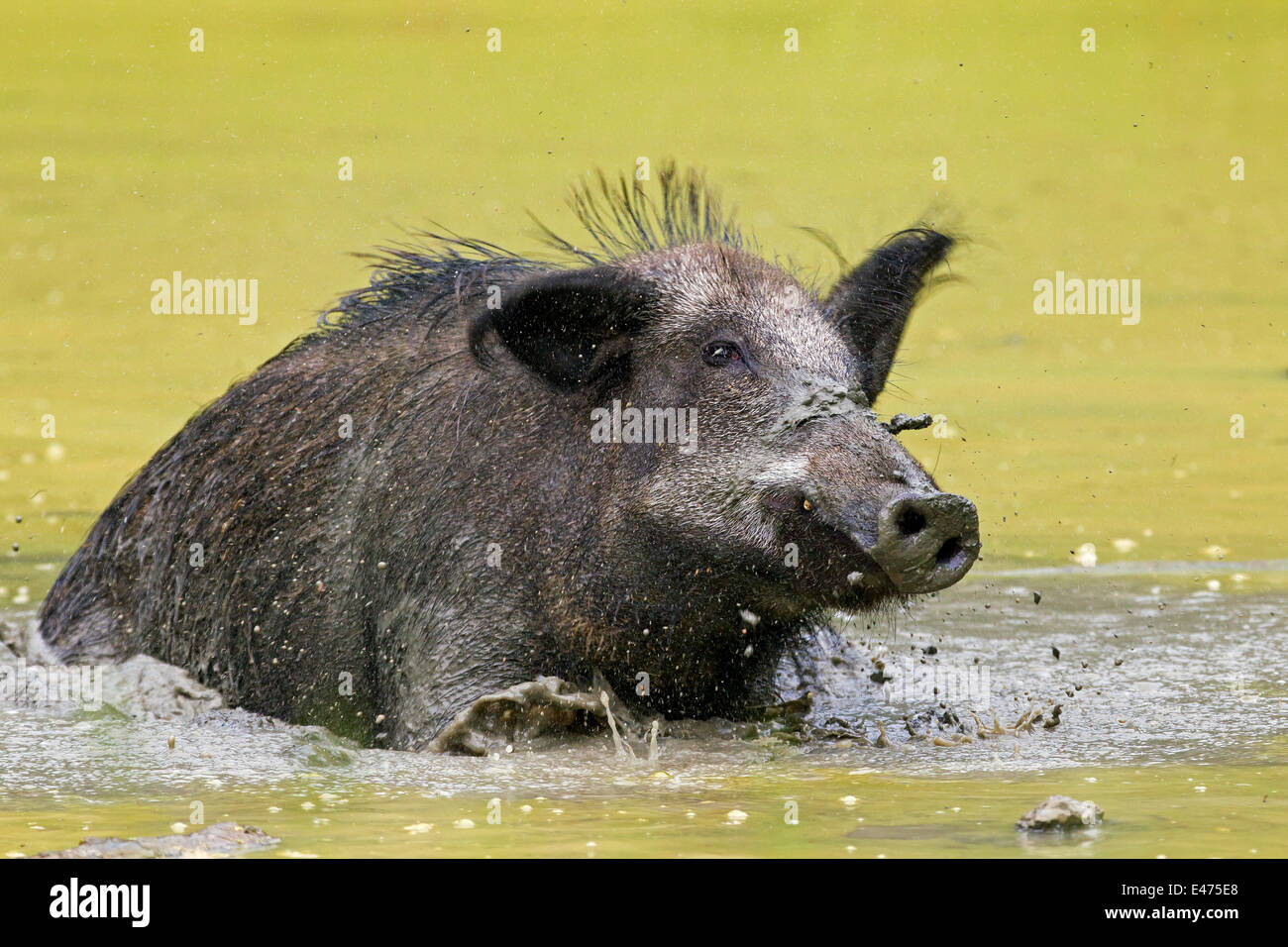 Wild boar (Sus scrofa) female wallowing in mud of pool in summer Stock Photo