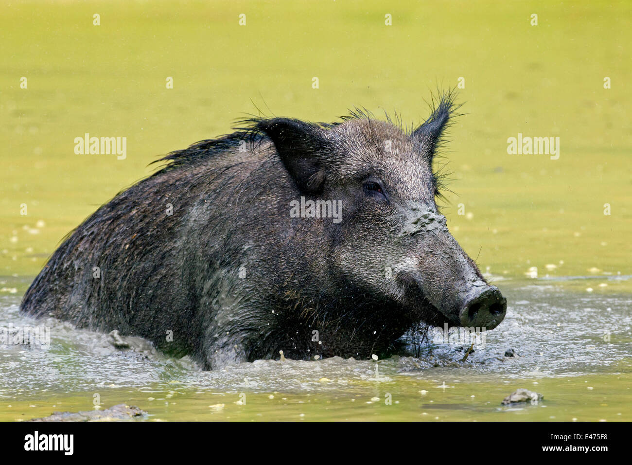 Pigs wallow mud hi-res stock photography and images - Alamy