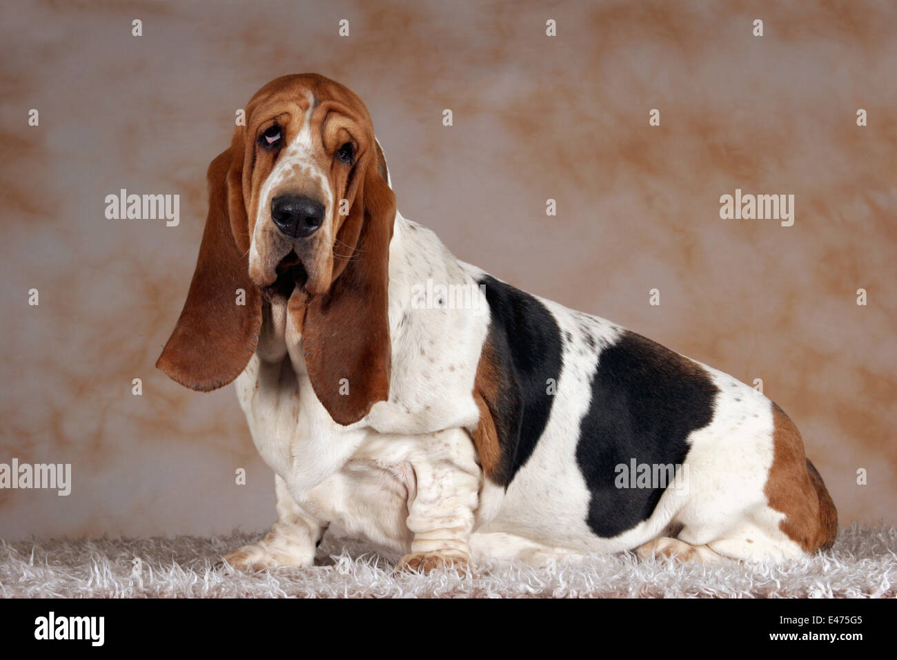 Sitting basset hound hi res stock photography and images Alamy