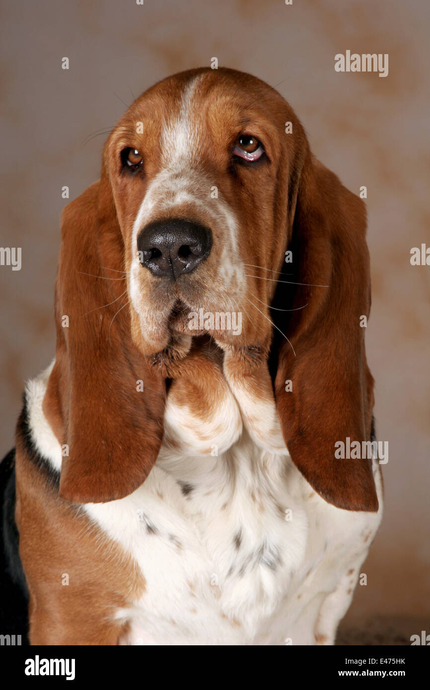 Nictitating Membrane Dog