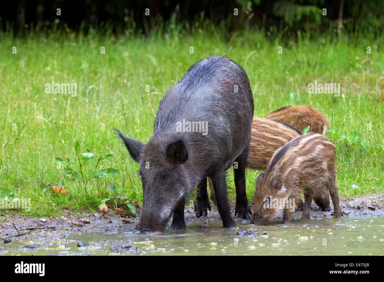 Female wild boar and piglets hi-res stock photography and images - Alamy