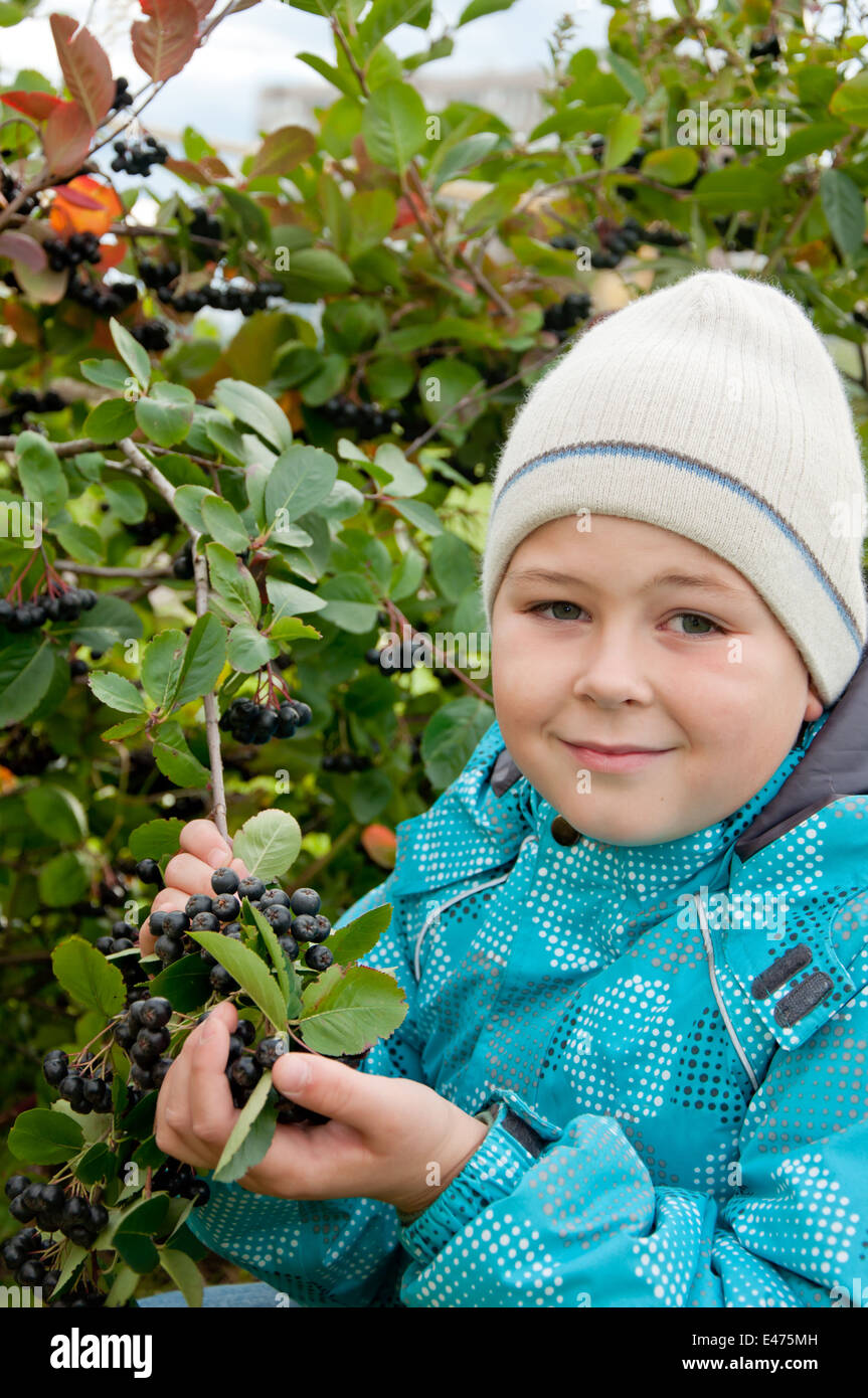 boy child man 8 year rowan Aronia berry black branch ripe fruit autumn harvest vitamin herbal cottage day one nature tree jacket Stock Photo