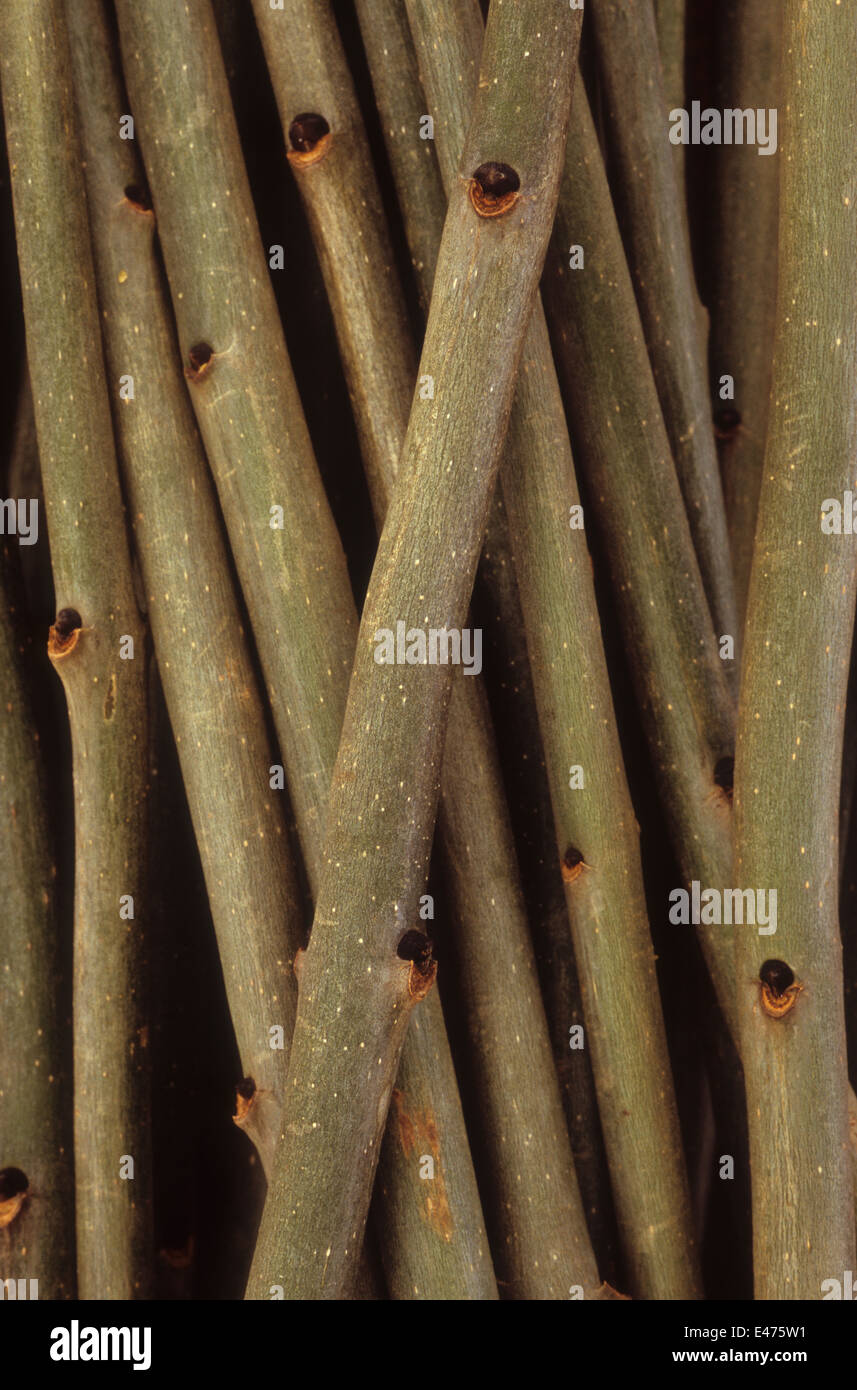 Thick woody twigs or stems of Common ash or Fraxinus excelsior tree lying in heap Stock Photo