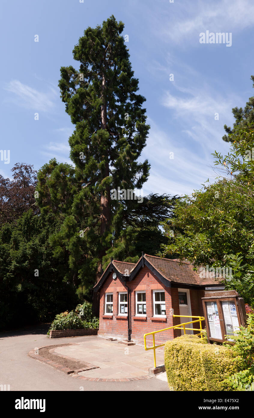 A giant redwood tree towers over the Friends of Kelsey Park Information Centre, Bromley, Kent. Stock Photo