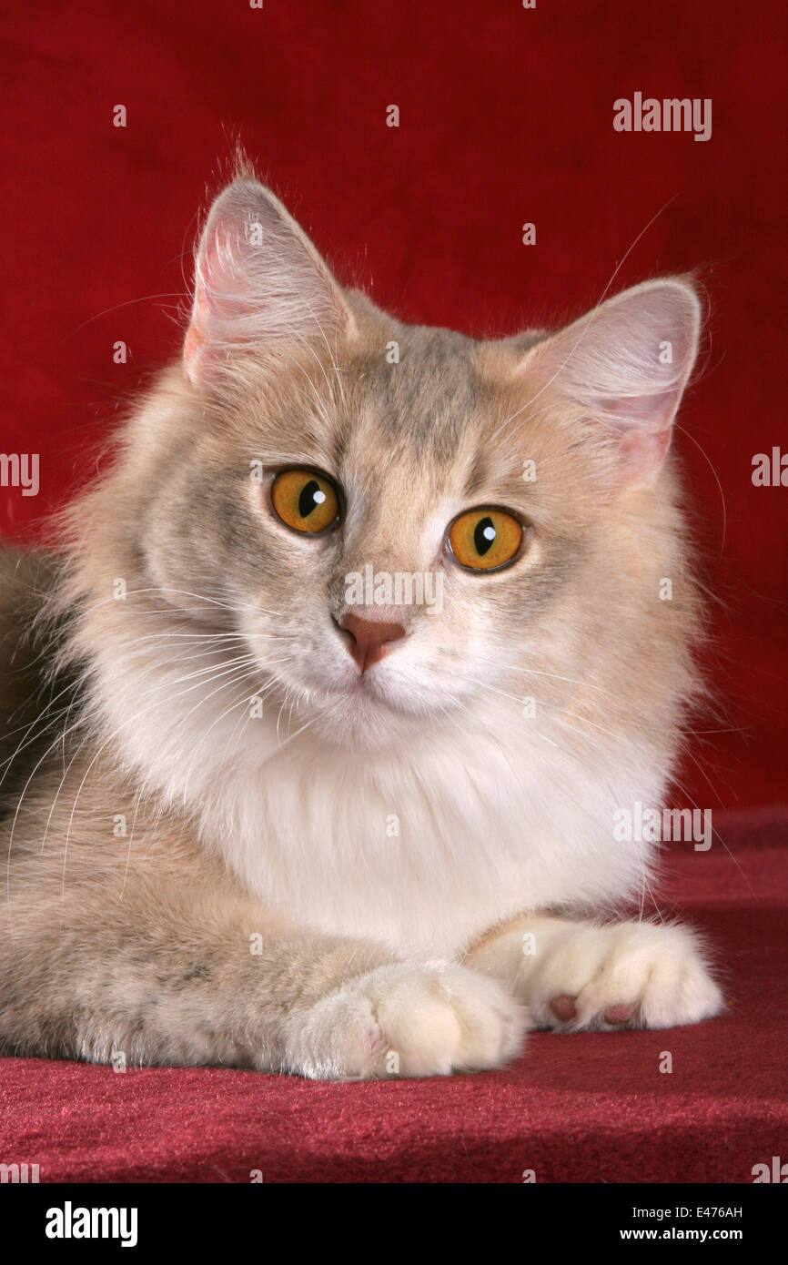 Norwegian Forest Cat Stock Photo Alamy