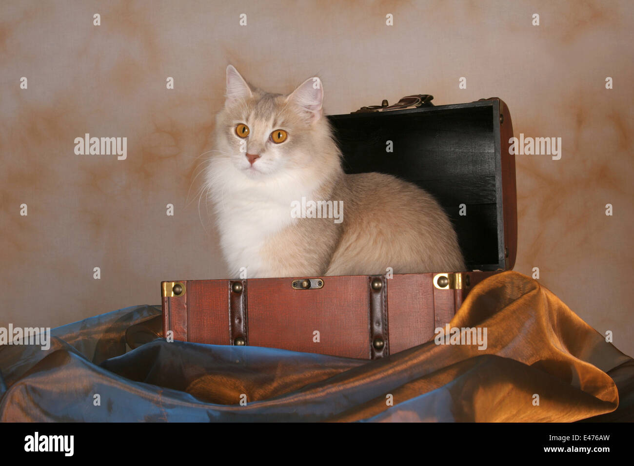 Norwegian Forest Cat Stock Photo