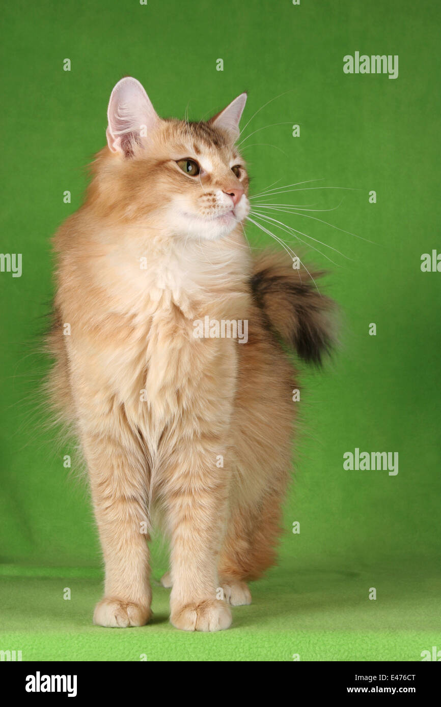 Norwegian Forest Cat Stock Photo Alamy