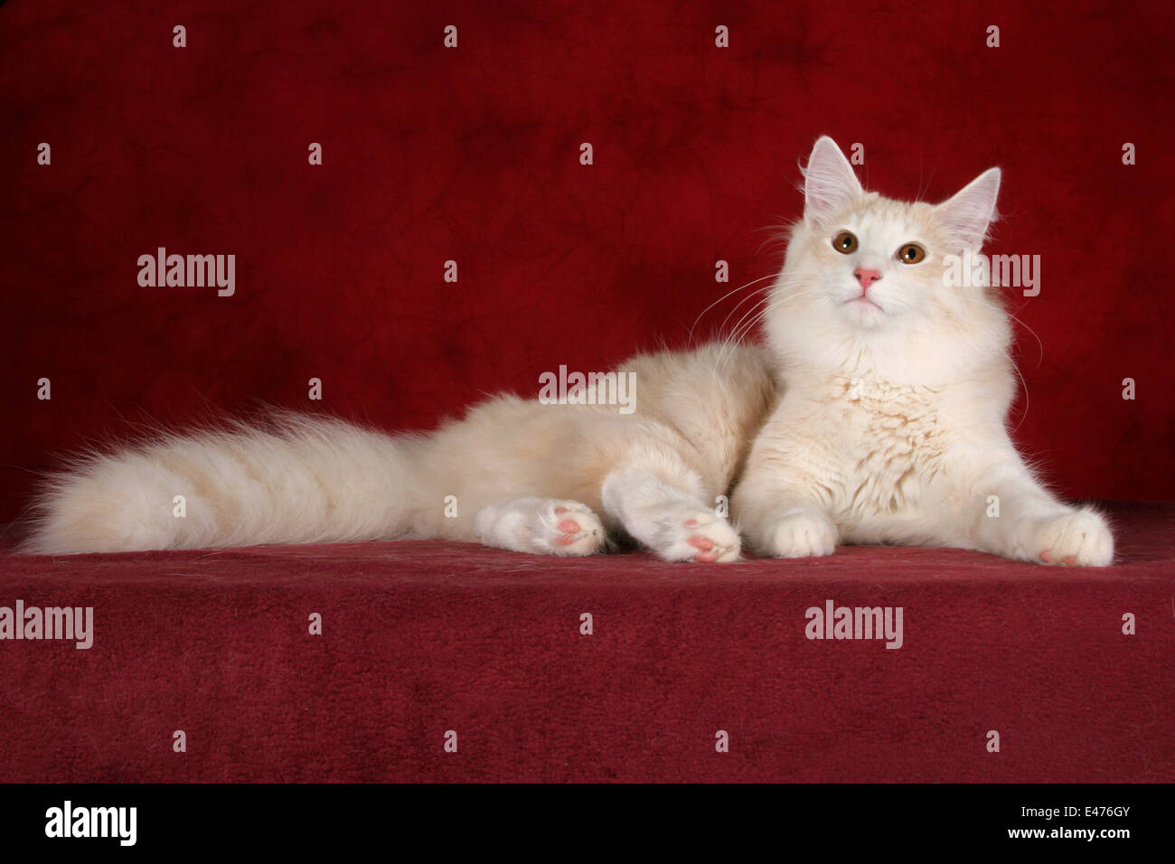 Norwegian Forest Cat Stock Photo