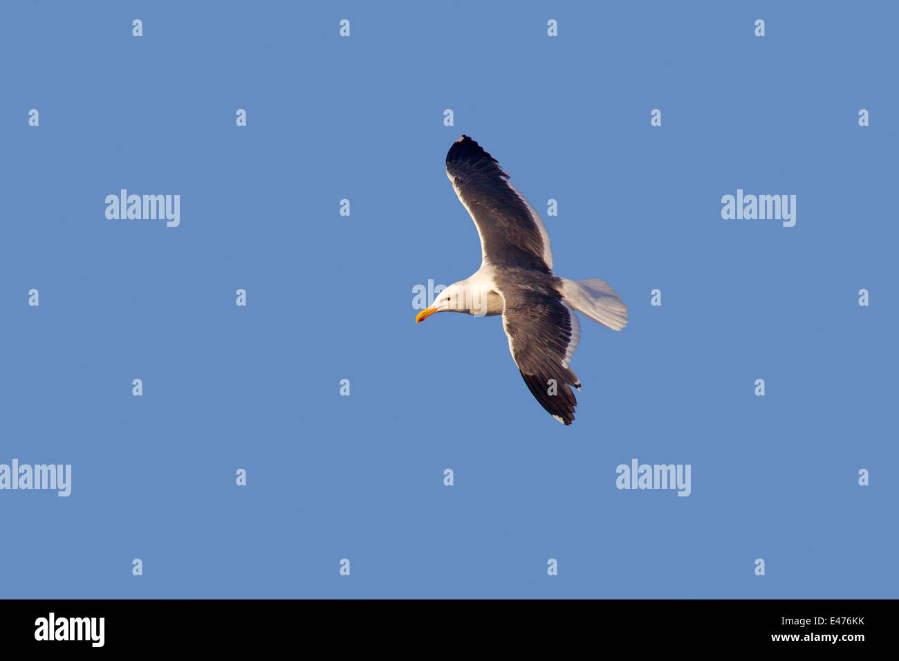 Western Gull Larus occidentalis San Diego, California, United States 23 June Adult in flight. Laridae Stock Photo