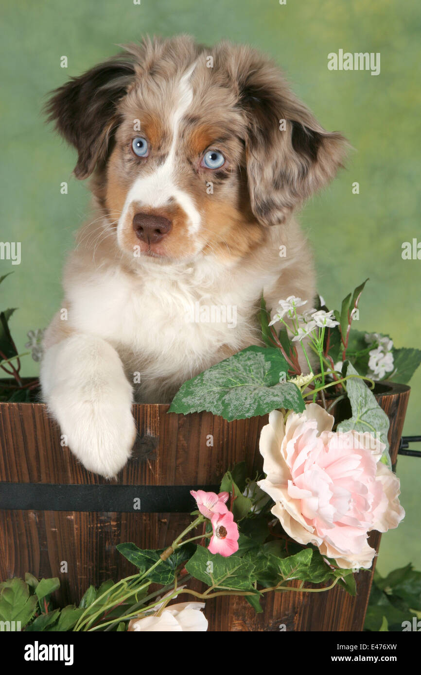 Miniature Australian Shepherd Puppy Stock Photo