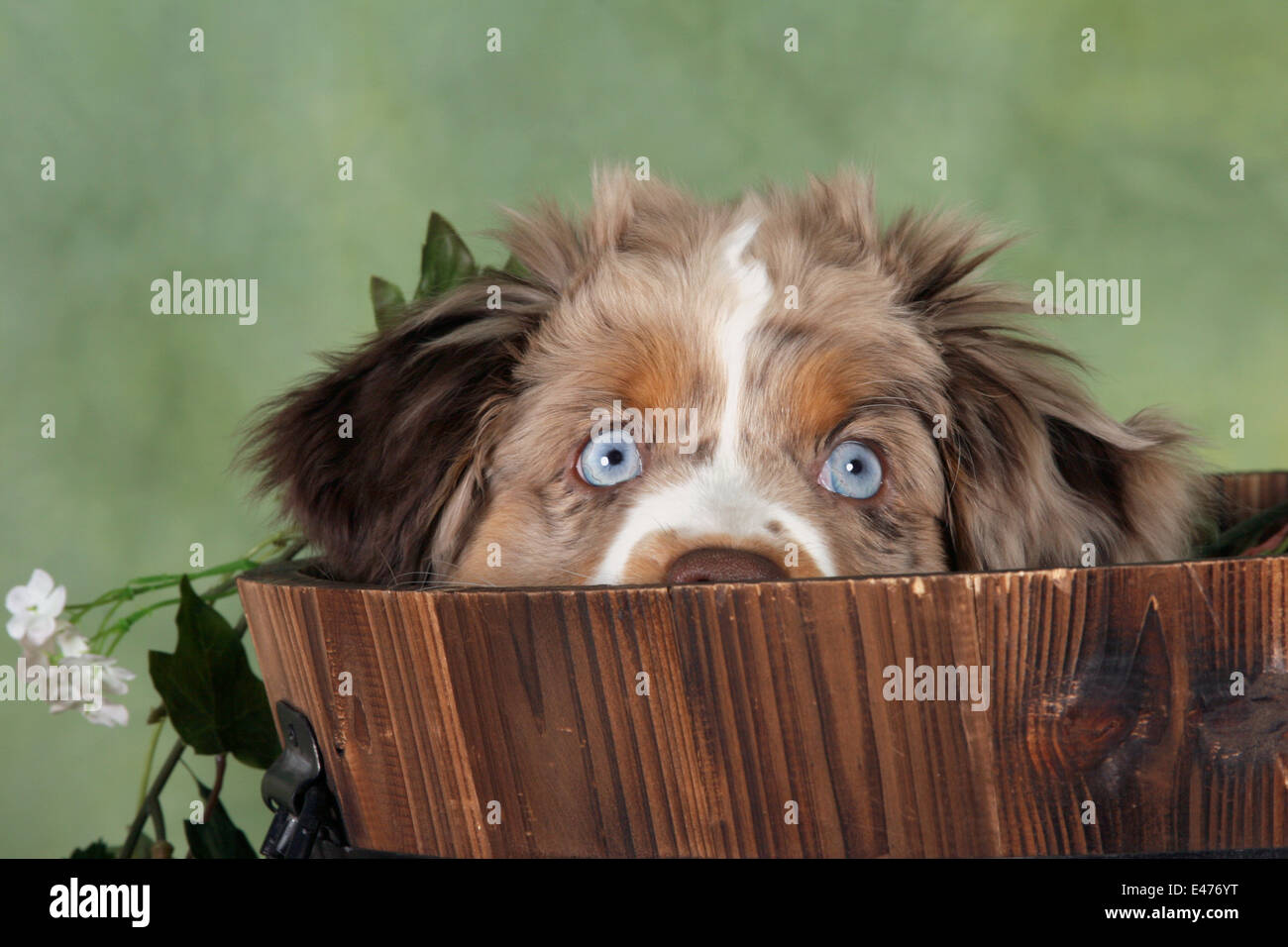 Miniature Australian Shepherd Puppy Stock Photo