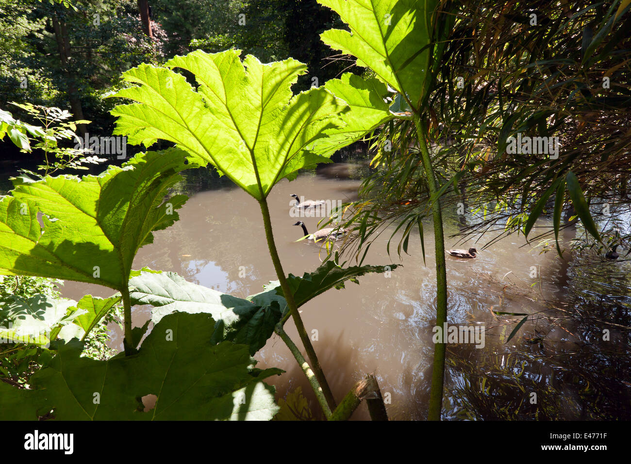 The sun shining through giant Gunnera leaves by the lake in Kelsey Park, Bromley, Kent Stock Photo