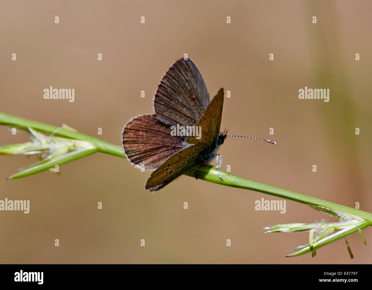 Small Blue butterfly. Howell Hill nature reserve, Ewell, Surrey, England. Stock Photo
