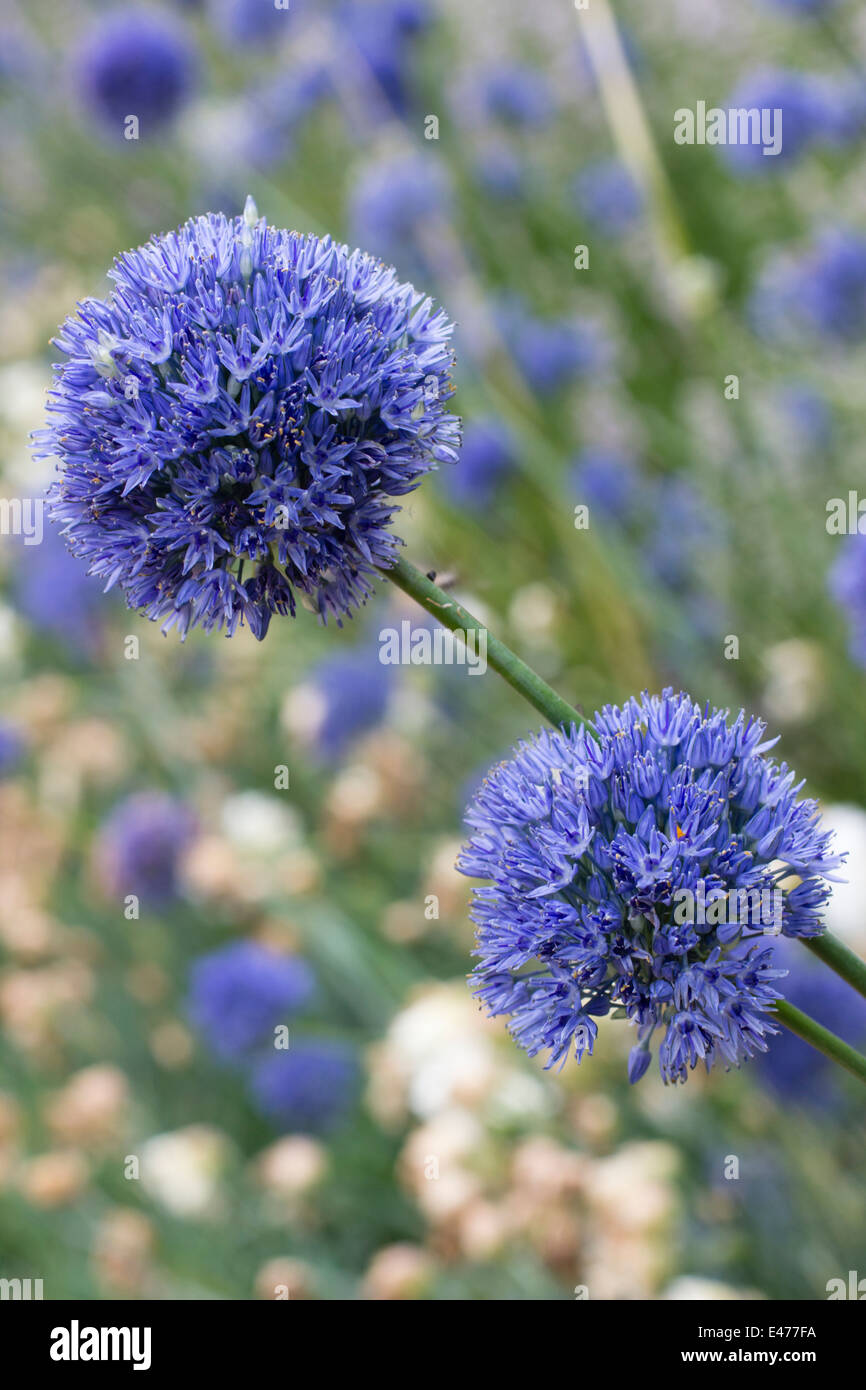 Summer flowers of the ornamental onion, Allium caeruleum Stock Photo