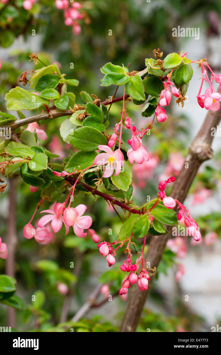 Pink form of the tender, shrubby Begonia fuchsiodes Stock Photo