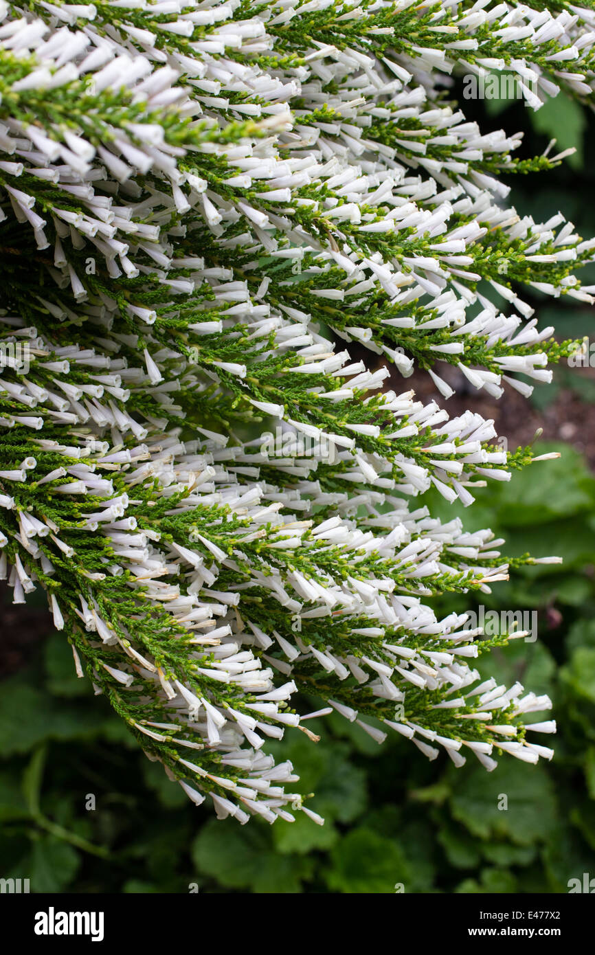 White tubular flowers of the evergreen shrub, Fabiana imbricata Stock Photo