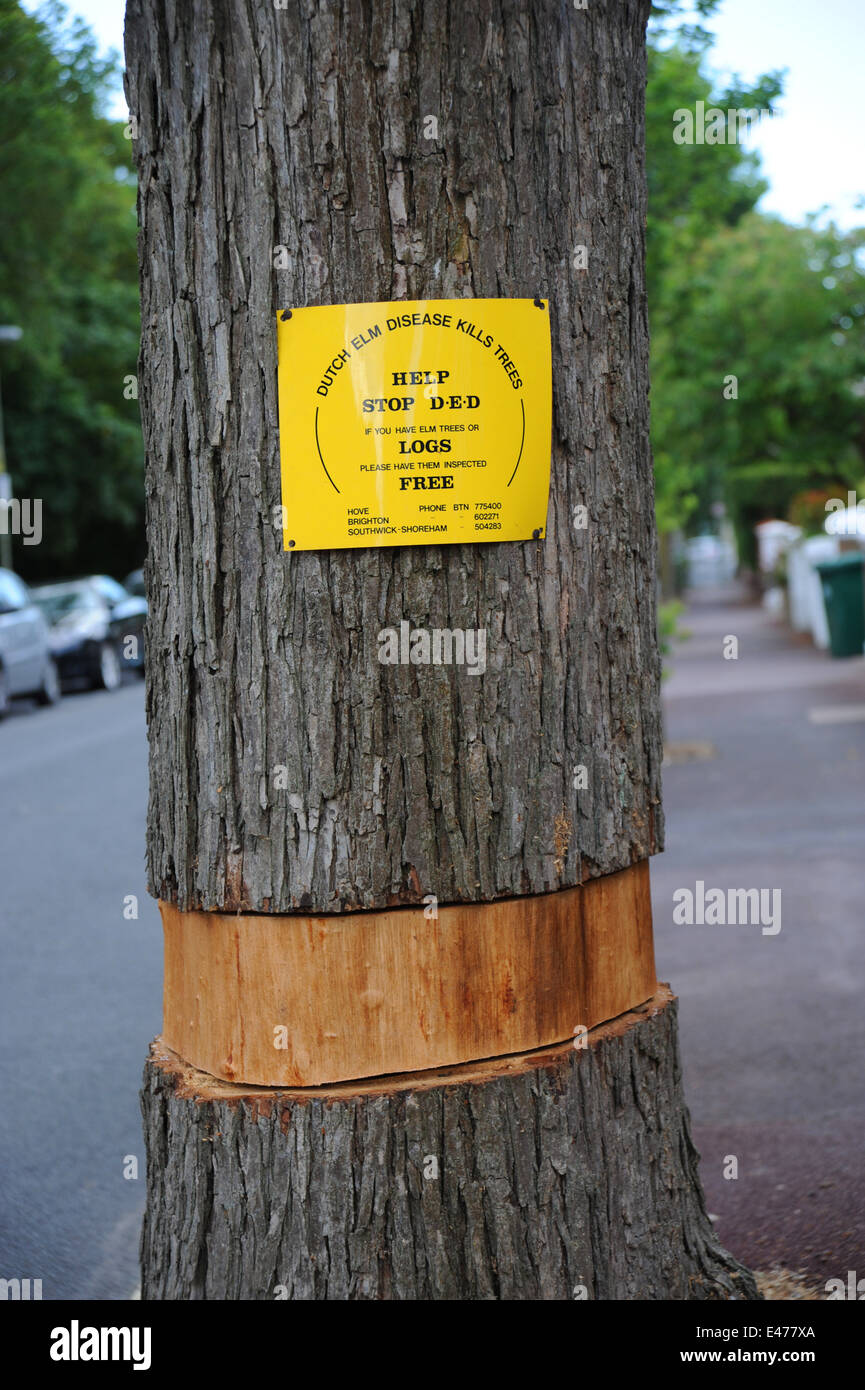 Dutch elm tree hires stock photography and images Alamy