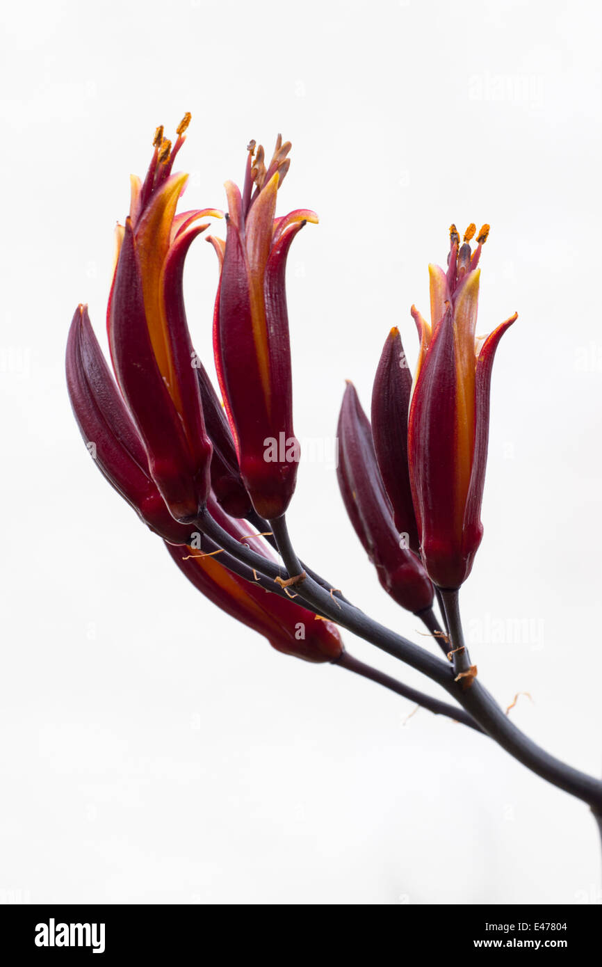 Flowers of Phormium cookianum 'Evening Glow' against a white background Stock Photo
