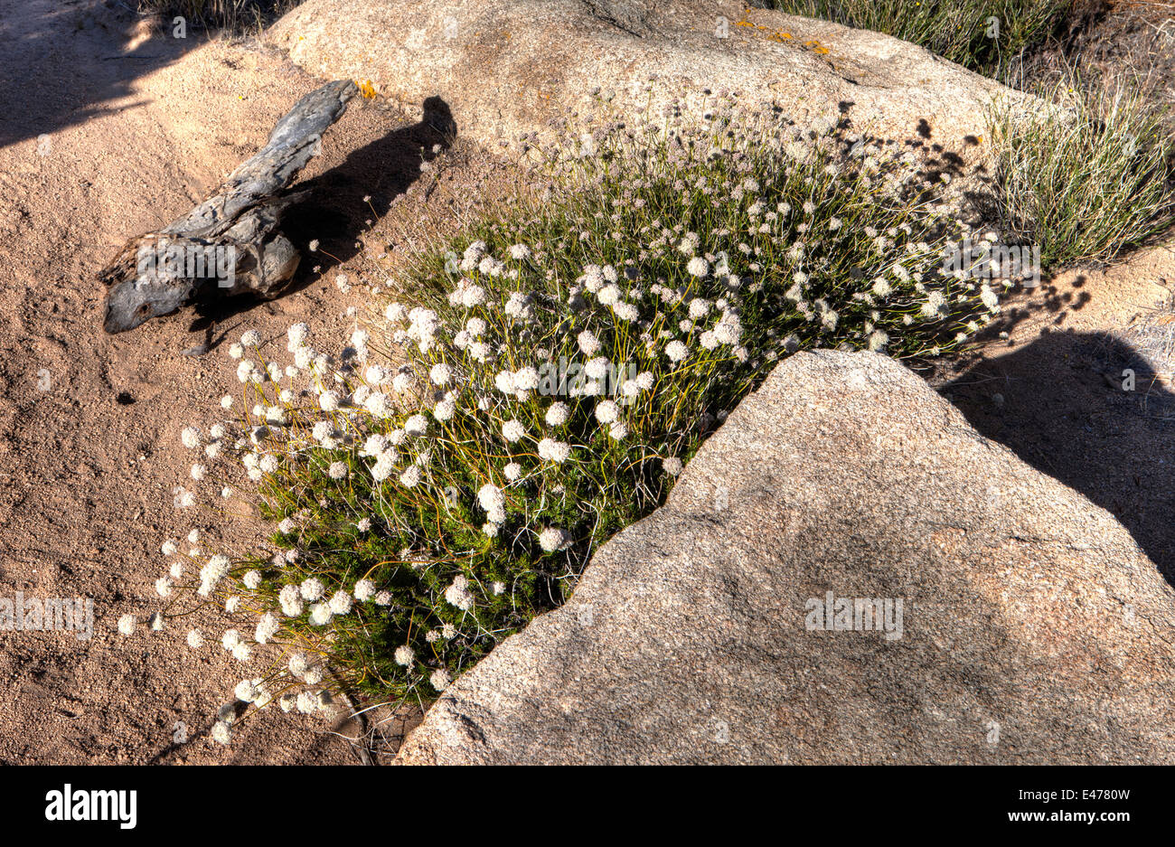 Desert plant silhouette hi-res stock photography and images - Alamy