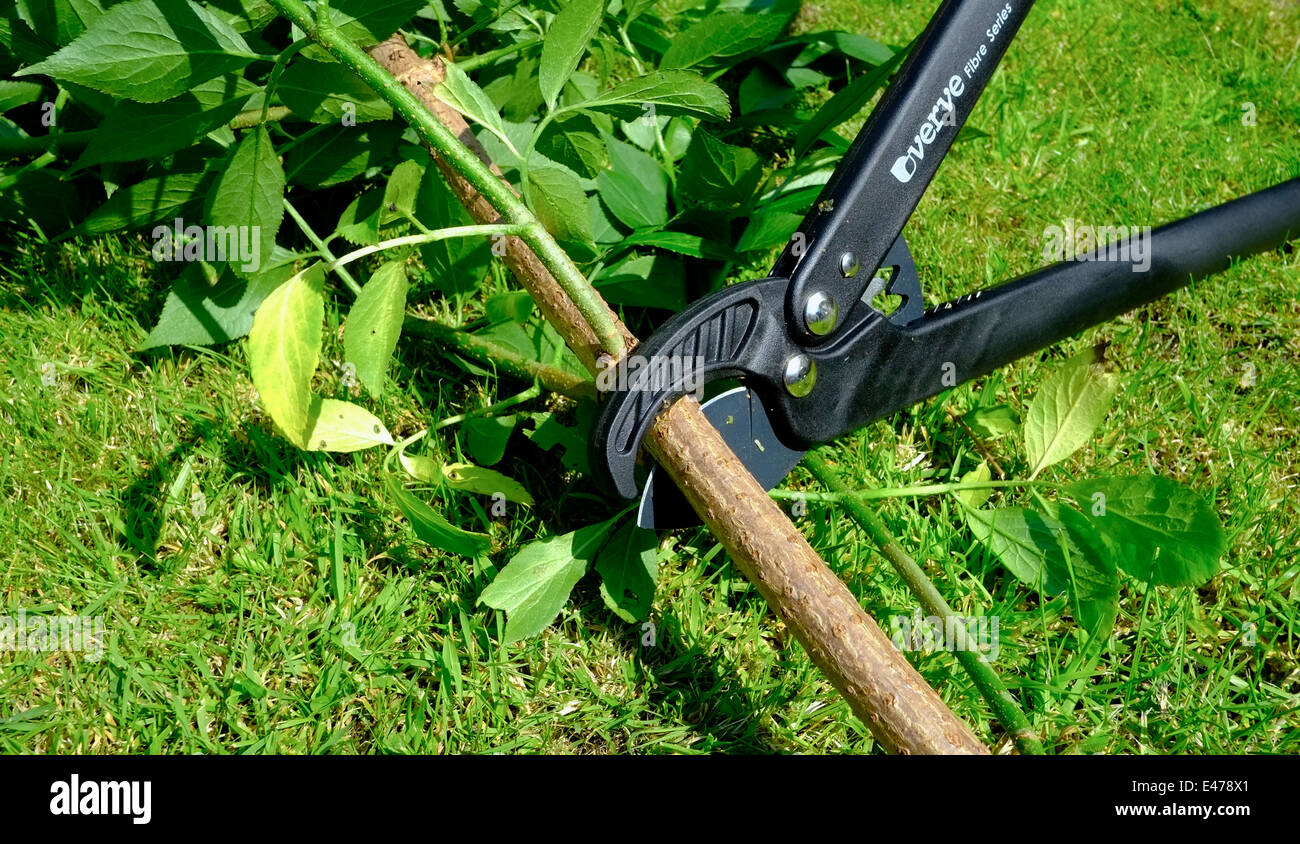 A lopper being used to cut a tree branch into smaller pieces England UK