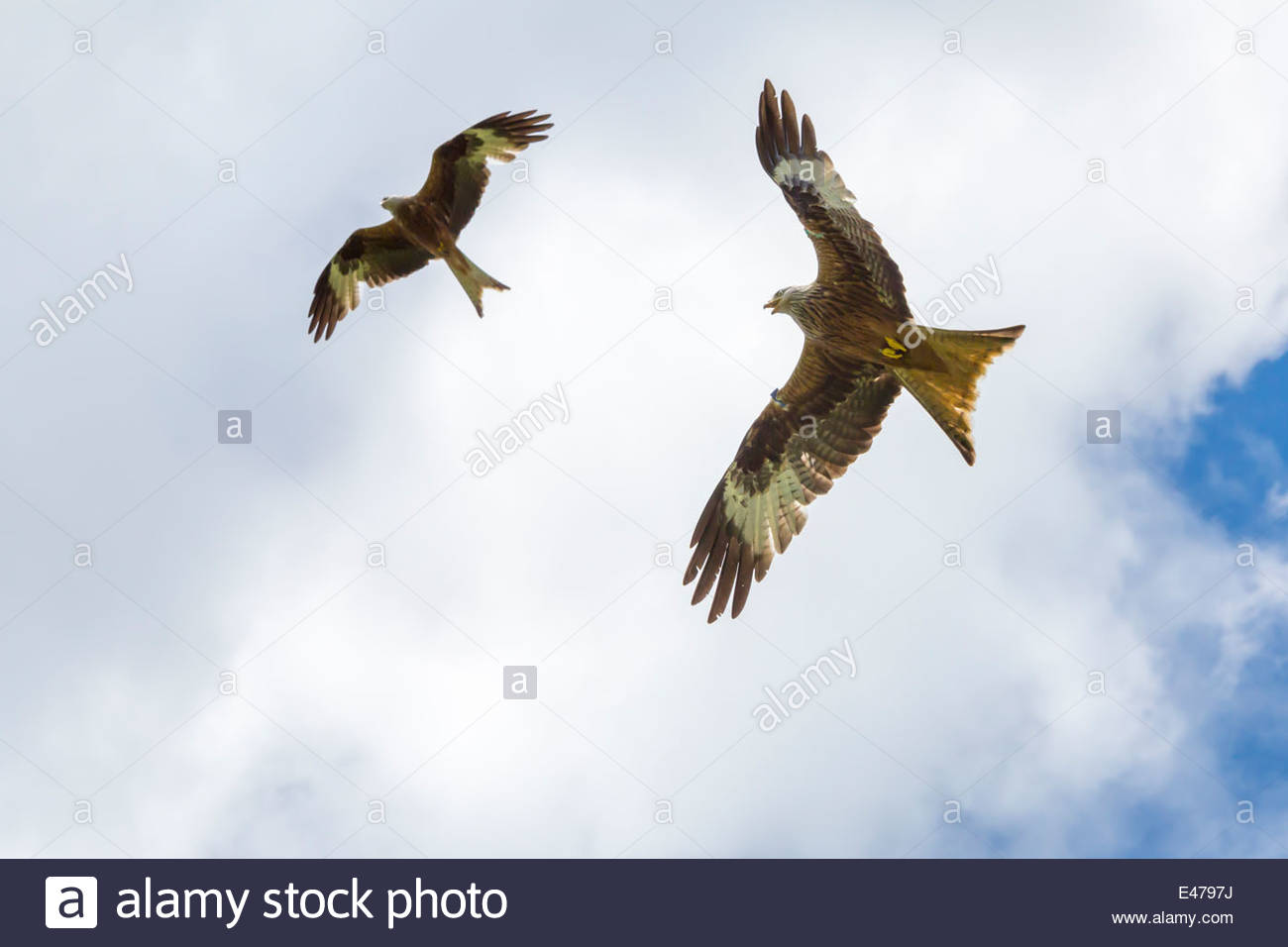 Milvus Milvus Feeding Station High Resolution Stock Photography and