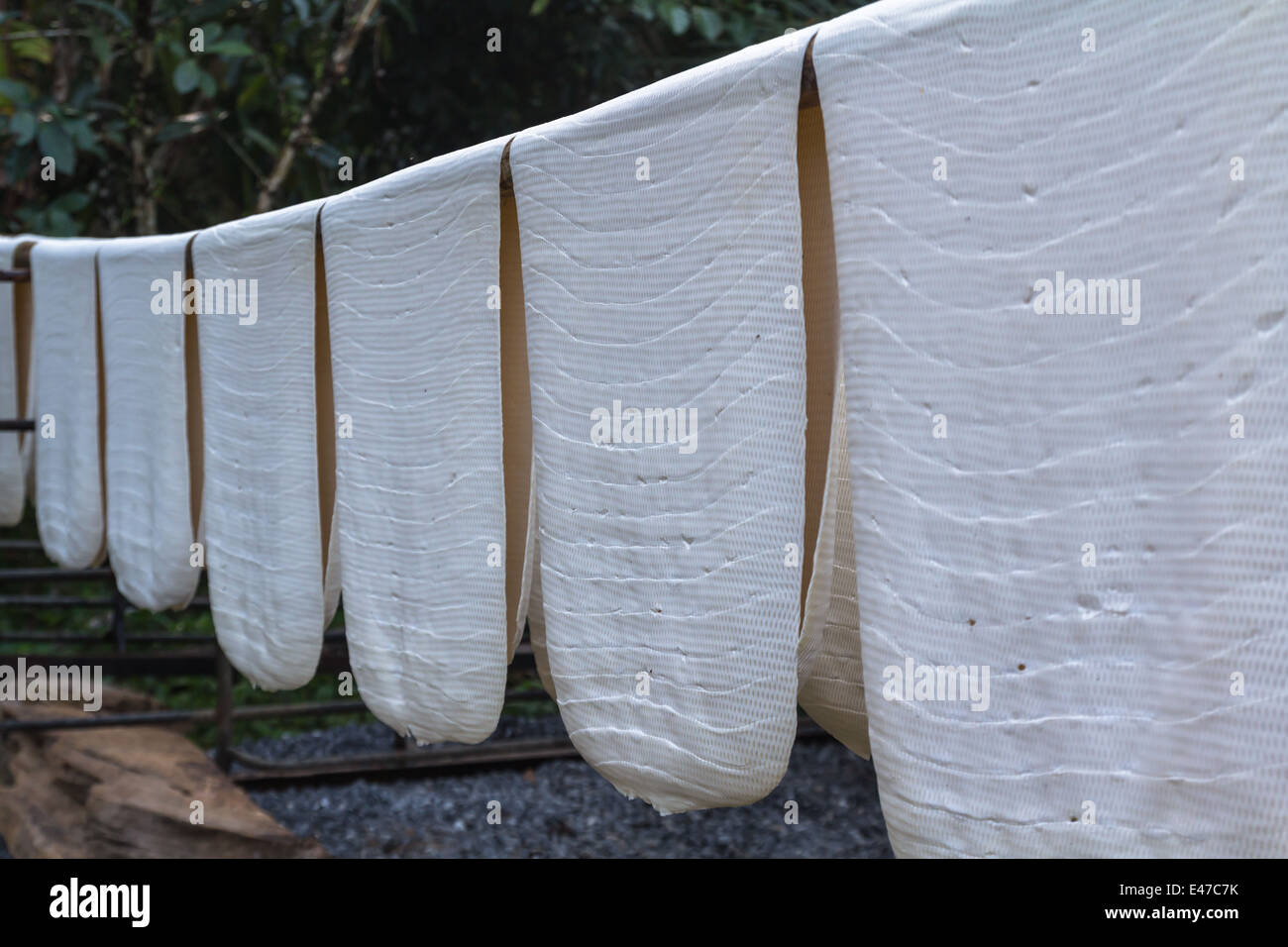 Rubber sheet to dry in southern Thailand Stock Photo