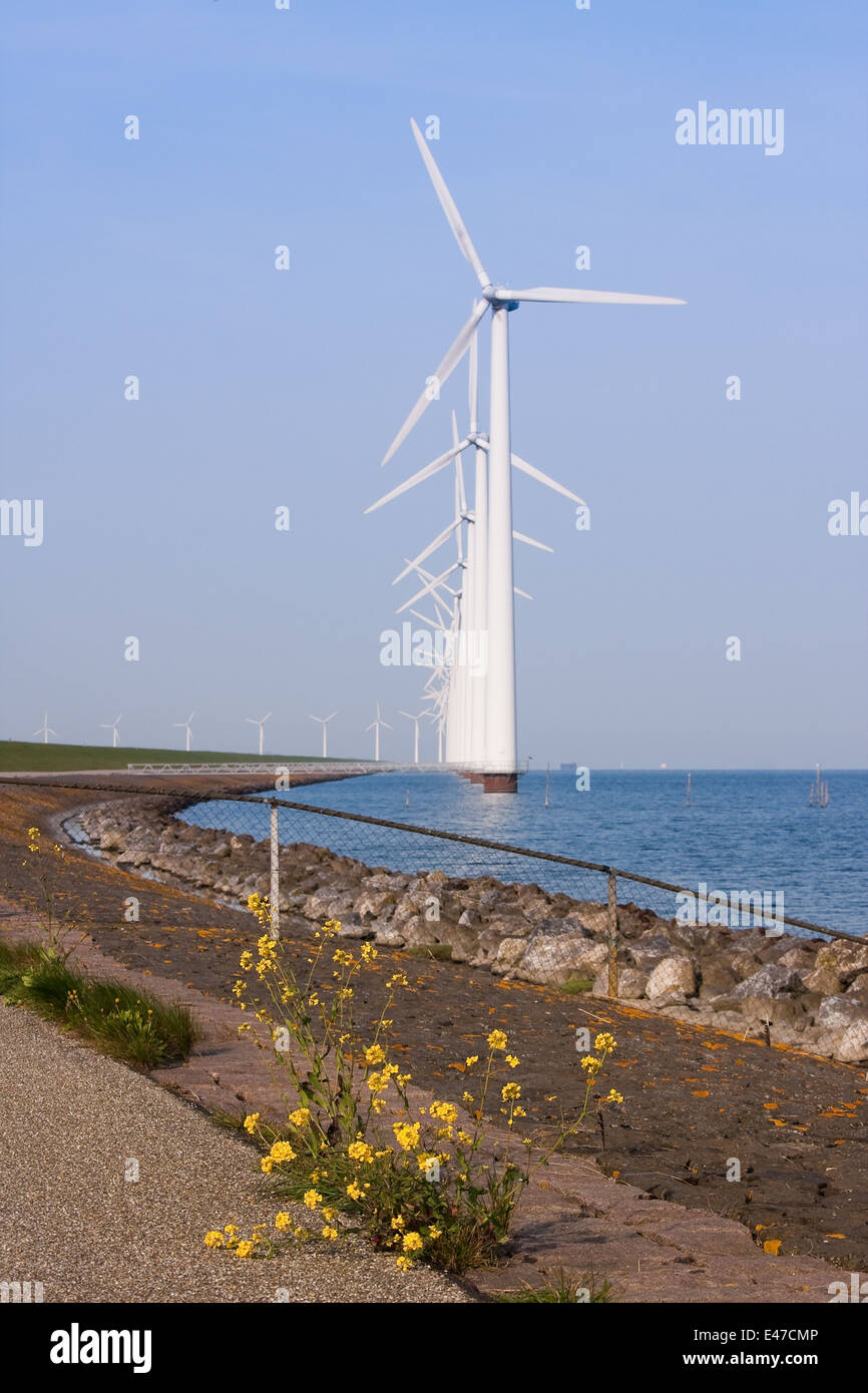 Long colonade of windmills, with a blooming wallflower in front Stock Photo