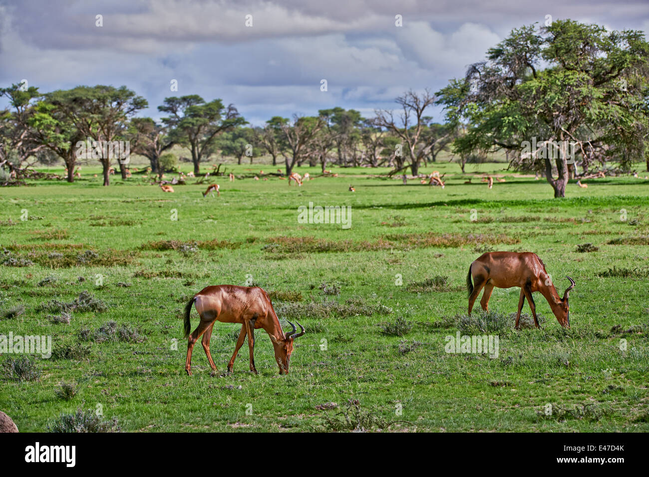 Red hartebeest in landscape, Alcelaphus buselaphus caama, Kgalagadi Transfrontier Park, Kalahari, South Africa, Botswana, Africa Stock Photo