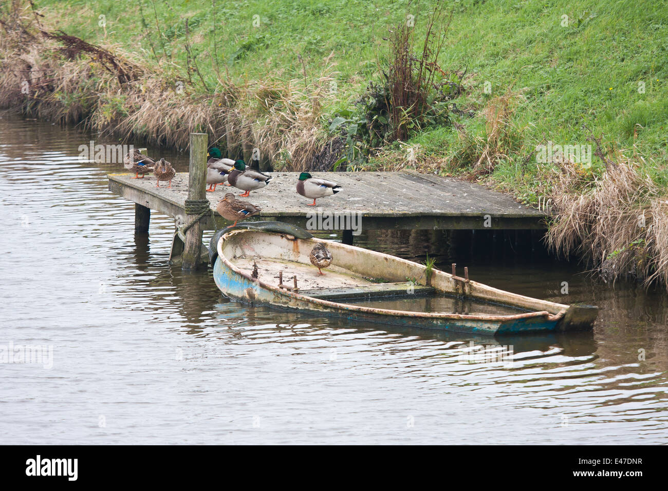 Ducks at the bank of a canal with a half sunken rowboat Stock Photo