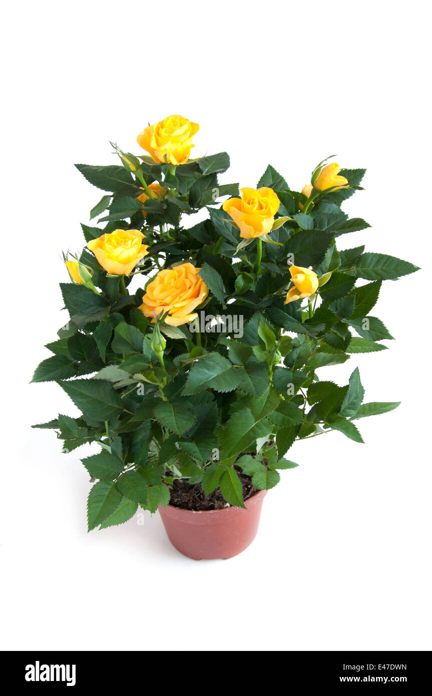 rose yellow flower bud bright plant room crop production horticulture petals leaves green large background light pot pottery pot Stock Photo