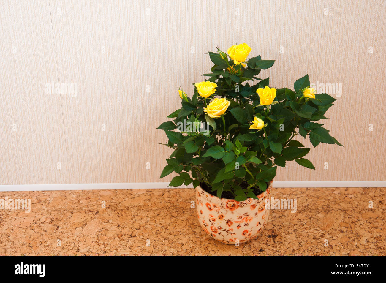 indoor plant rose yellow pot home flowering flowers hobby interior design one bud flower nobody Stock Photo