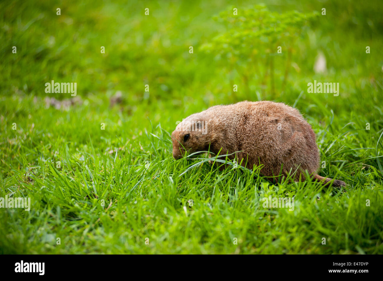 Zoo prairie dog hi-res stock photography and images - Alamy